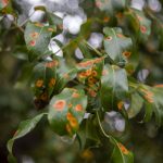 Leaves from the Fowler pear tree at Barbara Brennan Dobro Park in Mukilteo. (Annie Barker / The Herald)