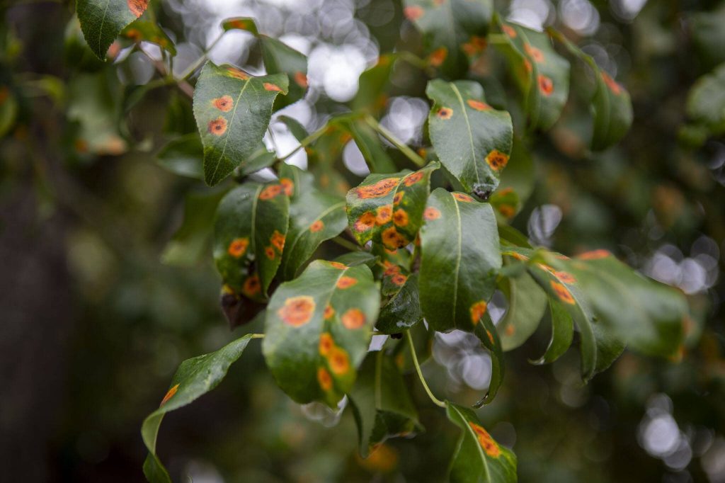 Leaves from the Fowler pear tree at Barbara Brennan Dobro Park in Mukilteo. (Annie Barker / The Herald)