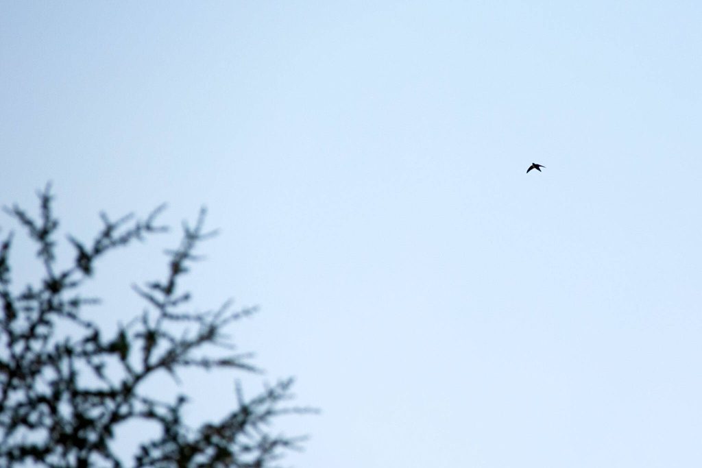 A Vauxs swift zips through the sky above an excited crowd during the Pilchuck Audubon Societys Swift Night Out on Saturday, August 19, 2023, at Frank Wagner Elementary School in Monroe, Washington. (Ryan Berry / The Herald)