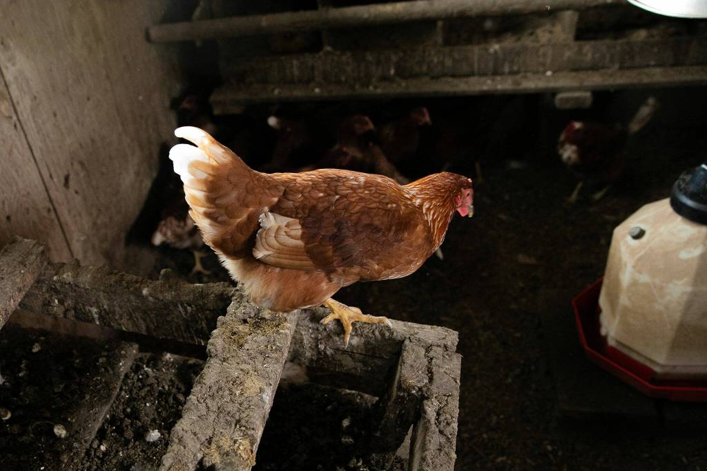 One of roughly 50 hens at Duffner Family Farm jumps around the coop on Friday, August 25, 2023, in Snohomish, Washington. (Ryan Berry / The Herald)