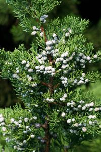 This tough juniper looks good when combined with low growing groundcovers such as Viburnum davidii or Cotoneaster adpressus Little Gem. (Richie Steffen)