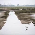 A great blue heron hunts along a channel as the tide comes in on Spencer Island on Monday, Aug. 28, 2023 in Everett, Washington. (Olivia Vanni / The Herald)