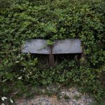 A mix of Himalayan blackberry and trailing blackberry begin to grow over an old information board on Spencer Island on Monday, Aug. 28, 2023 in Everett, Washington. (Olivia Vanni / The Herald)