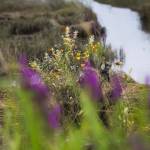 Flowers bloom on the end of a dead tree on Spencer Island on Monday, Aug. 28, 2023 in Everett, Washington. (Olivia Vanni / The Herald)