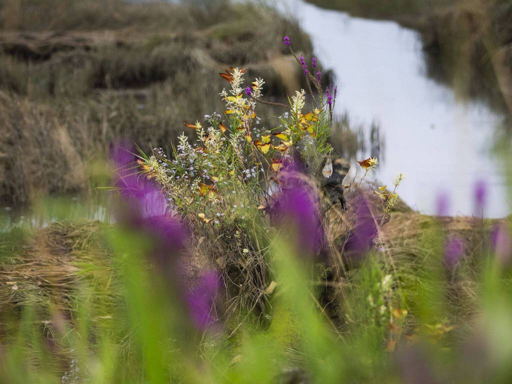 Flowers bloom on the end of a dead tree on Spencer Island on Monday, Aug. 28, 2023 in Everett, Washington. (Olivia Vanni / The Herald)