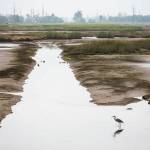 A great blue heron hunts along a channel on as the tide comes in on Spencer Island on Monday, Aug. 28, 2023 in Everett, Washington. (Olivia Vanni / The Herald)