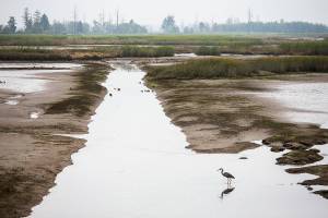 A great blue heron hunts along a channel on as the tide comes in on Spencer Island on Monday, Aug. 28, 2023 in Everett, Washington. (Olivia Vanni / The Herald)