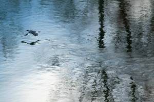 A female common merganser speeds off along the Snohomish River on Wednesday, Dec. 14, 2022, at Bob Heirman Wildlife Park at Thomas’ Eddy in Snohomish, Washington. (Ryan Berry / The Herald)