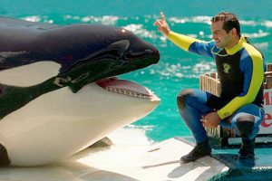 Lolita, here in a 1994 file image, has lived more than 40 years at Miami Seaquarium. (Harley Soltes/Seattle Times/TNS)
