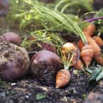 Fresh-picked carrots and beets sit in the soil of a veggie garden. (Getty Images)