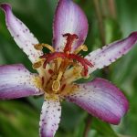 This is an excellent plant to be used in a shady border or by itself in a more natural setting where it can be seen up close. (Richie Steffen)