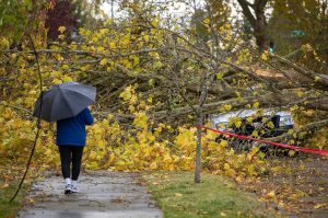 A woman diverts from her walk on Colby Avenue to take a closer look at a pickup truck that was partly crushed by a fallen tree during an overnight wind storm Saturday, Nov. 5, 2022, in north Everett, Washington. (Ryan Berry / Herald file)