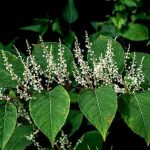Japanese knotweed, sometimes referred to as Japanese bamboo, is a well-known invasive species throughout the U.S. (Getty Images)