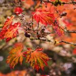 For many, autumn is their favorite season at Bloedel Reserve, on Bainbridge Island. Photo courtesy of Bloedel Reserve and Erin Fisher.