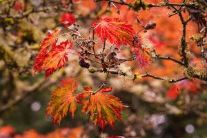 For many, autumn is their favorite season at Bloedel Reserve, on Bainbridge Island. Photo courtesy of Bloedel Reserve and Erin Fisher.