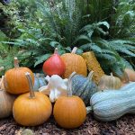 Dont miss the annual Squash Hunt and Spooky Plants Walk, Oct. 10 to Nov. 5 at Bloedel Reserve. Photo courtesy of Bloedel Reserve and Erin Fisher.