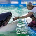 Trainer Marcia Henton feeds Lolita the killer whale, also known as Tokitae and Toki, inside her stadium tank at the Miami Seaquarium on Saturday, July 8, 2023, in Miami, Fla. After officials announced plans to move Lolita from the Seaquarium, trainers and veterinarians are now working to prepare her for the move. (Matias J. Ocner/Miami Herald/TNS)