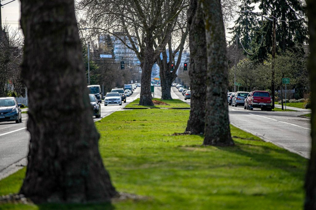 Vehicles drive alongside the tree-lined median on Colby Avenue near 18th Street on Thursday, Feb. 23, 2023, in Everett, Washington. (Ryan Berry / The Herald)
