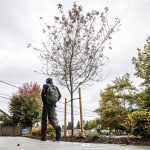 A person walks by a recently planted sapling along Beverly Lane next to the Four Corners Apartments development on Wednesday, Sept. 27, 2023 in Everett, Washington. (Olivia Vanni / The Herald)