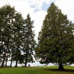A couple is dwarfed by the western red cedars in Howarth Park on Wednesday, Oct. 6, 2021 in Everett, Washington. (Andy Bronson / The Herald)