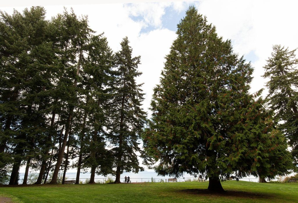 A couple is dwarfed by the western red cedars in Howarth Park on Wednesday, Oct. 6, 2021 in Everett, Washington. (Andy Bronson / The Herald)