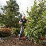 Trevor Cameron pushes a Japanese maple and fills in dirt around the base at the Evergreen Arboretum and Gardens on Wednesday, Oct. 6, 2021, in Everett, Washington. (Andy Bronson / The Herald)