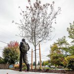 A person walks by a recently planted sapling along Beverly Lane next to the Four Corners Apartments development on Wednesday, Sept. 27, 2023 in Everett, Washington. (Olivia Vanni / The Herald)