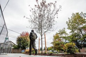 A person walks by a recently planted sapling along Beverly Lane next to the Four Corners Apartments development on Wednesday, Sept. 27, 2023 in Everett, Washington. (Olivia Vanni / The Herald)