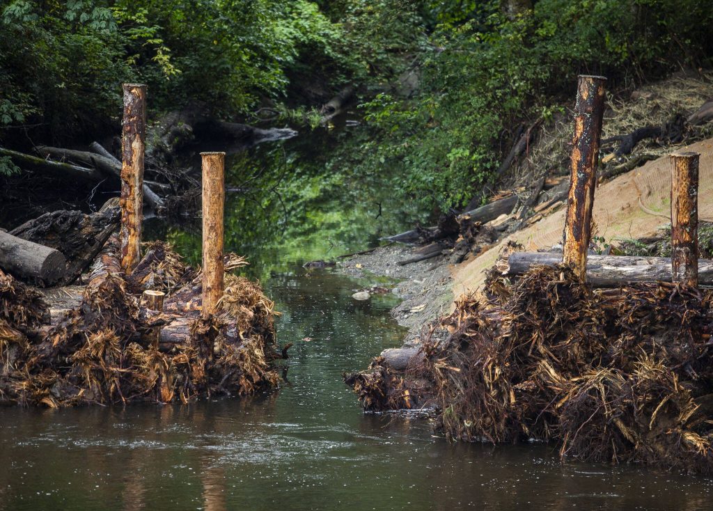 An artificial logjam along Woods Creek on Tuesday, Sept. 26, 2023 in Monroe, Washington. (Olivia Vanni / The Herald)