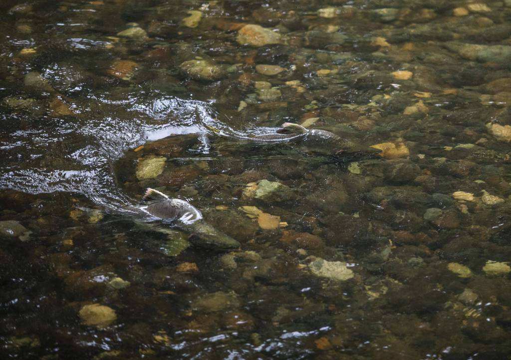 A pair of salmon make their way up Woods Creek on Tuesday, Sept. 26, 2023 in Monroe, Washington. (Olivia Vanni / The Herald)
