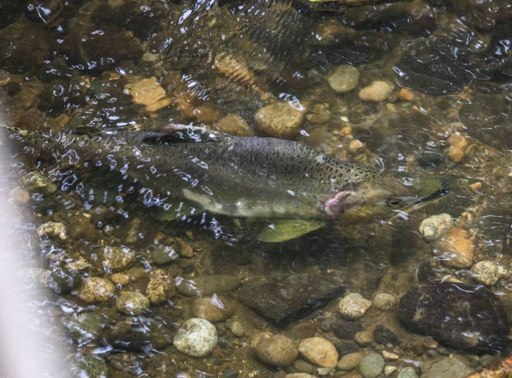 A pink salmon pauses on its way upstream in Woods Creek on Tuesday, Sept. 26, 2023 in Monroe, Washington. (Olivia Vanni / The Herald)