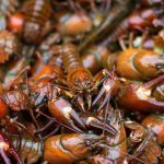 Dozens of pounds of living crawfish crawl over one another in a basket as commercial fisherman Ithamar Glumanc collects his traps on the Snohomish River on Tuesday, Sept. 19, 2023, near Snohomish, Washington. (Ryan Berry / The Herald)