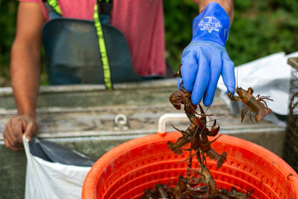 A handful of signal crawfish pinch fisherman Ithamar Glumacs gloved hand as he bags a few pounds of the crustaceans after a morning of collecting traps on the Snohomish River on Tuesday, Sept. 19, 2023, near Snohomish, Washington. (Ryan Berry / The Herald)