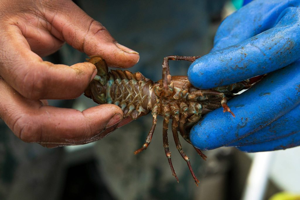 Ithamar Glumac holds a signal crawfish pulled from the Snohomish River to show its underside on Tuesday, Sept. 19, 2023, near Snohomish, Washington. Females will carry their eggs on their swimmerets, which are the small legs used for swimming seen under the tail. (Ryan Berry / The Herald)