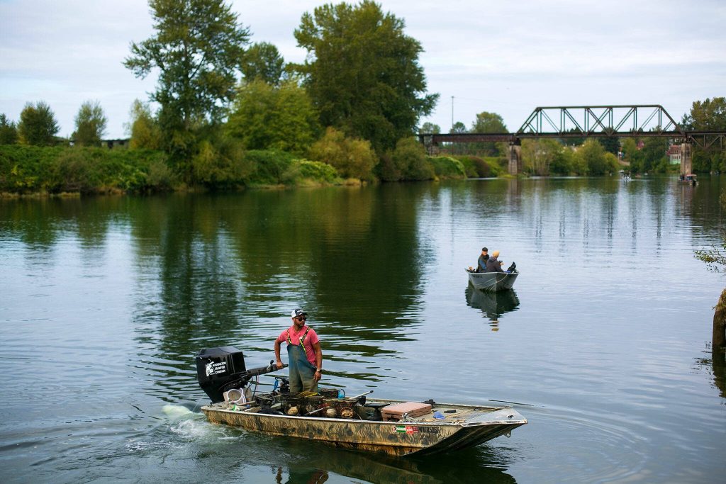 Fisherman Ithamar Glumac arrives back to the Lincoln Avenue boat launch after a morning of checking traps on Tuesday, Sept. 19, 2023, in Snohomish, Washington. (Ryan Berry / The Herald)
