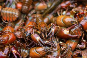 Dozens of pounds of living crawfish crawl over one another in a basket as commercial fisherman Ithamar Glumanc collects his traps on the Snohomish River on Tuesday, Sept. 19, 2023, near Snohomish, Washington. (Ryan Berry / The Herald)
