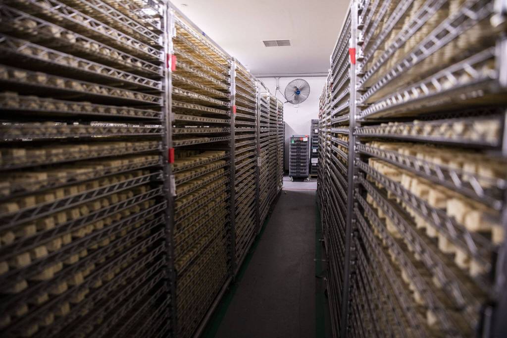 Multiple varieties of Himalayan Dog Chews sit in a drying room filled with fans on Thursday, Sept. 21, 2023 in Arlington, Washington. (Olivia Vanni / The Herald)