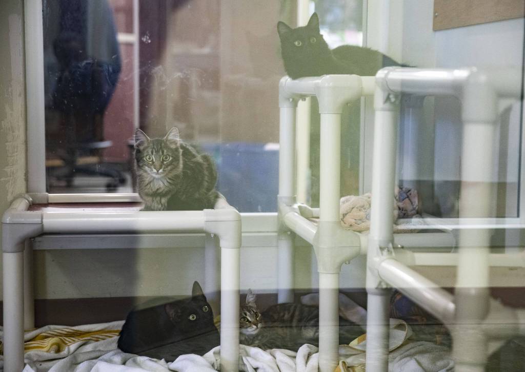 A pod of young kittens, Bronze, Tungsten, Zinc and Aluminum watch as Everett Animal Shelter staff members walk by on Wednesday, Sept. 27, 2023 in Everett, Washington. All four kittens are currently available for adoption. (Olivia Vanni / The Herald)