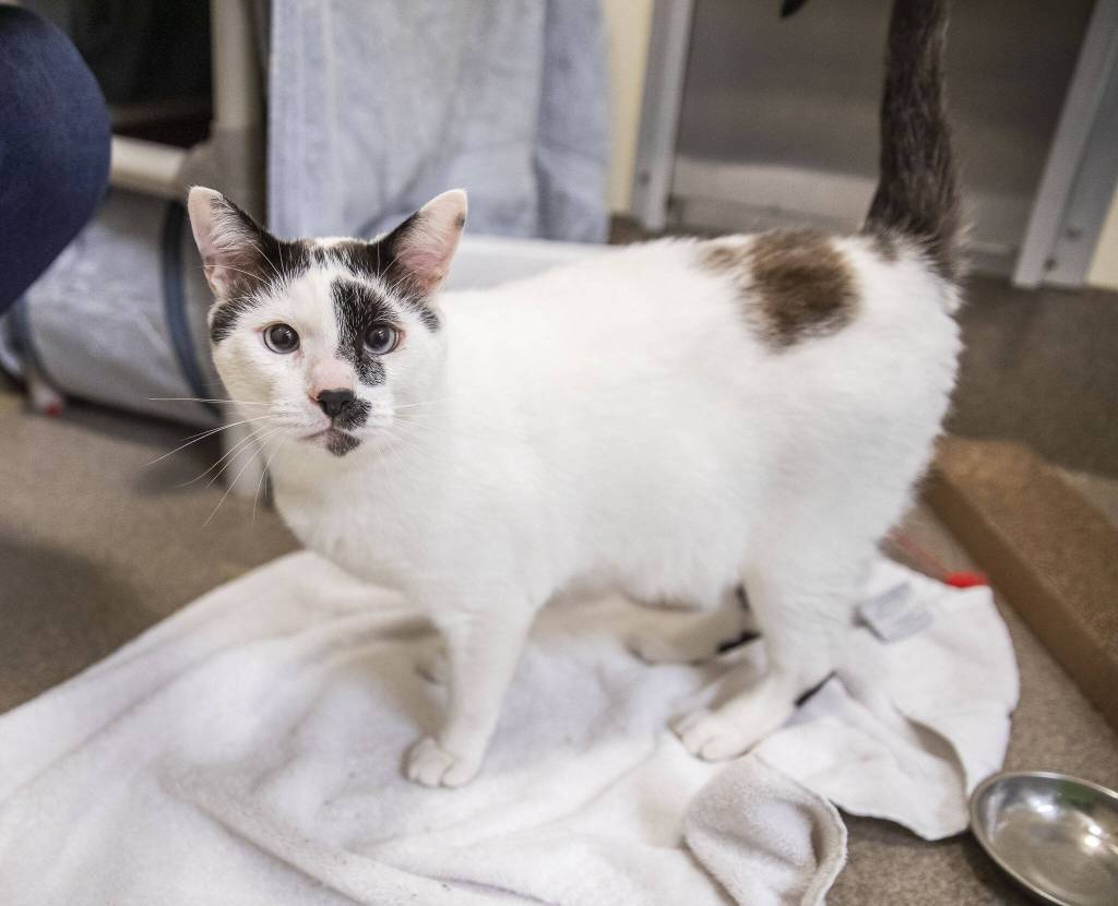Healy, another longer term resident of the Everett Animal Shelter, walks around his cat pod on Wednesday, Sept. 27, 2023 in Everett, Washington. He is a friendly cat who can sometimes get overstimulated while being pet so he likes love on his own terms. Healy is currently available for adoption. (Olivia Vanni / The Herald)
