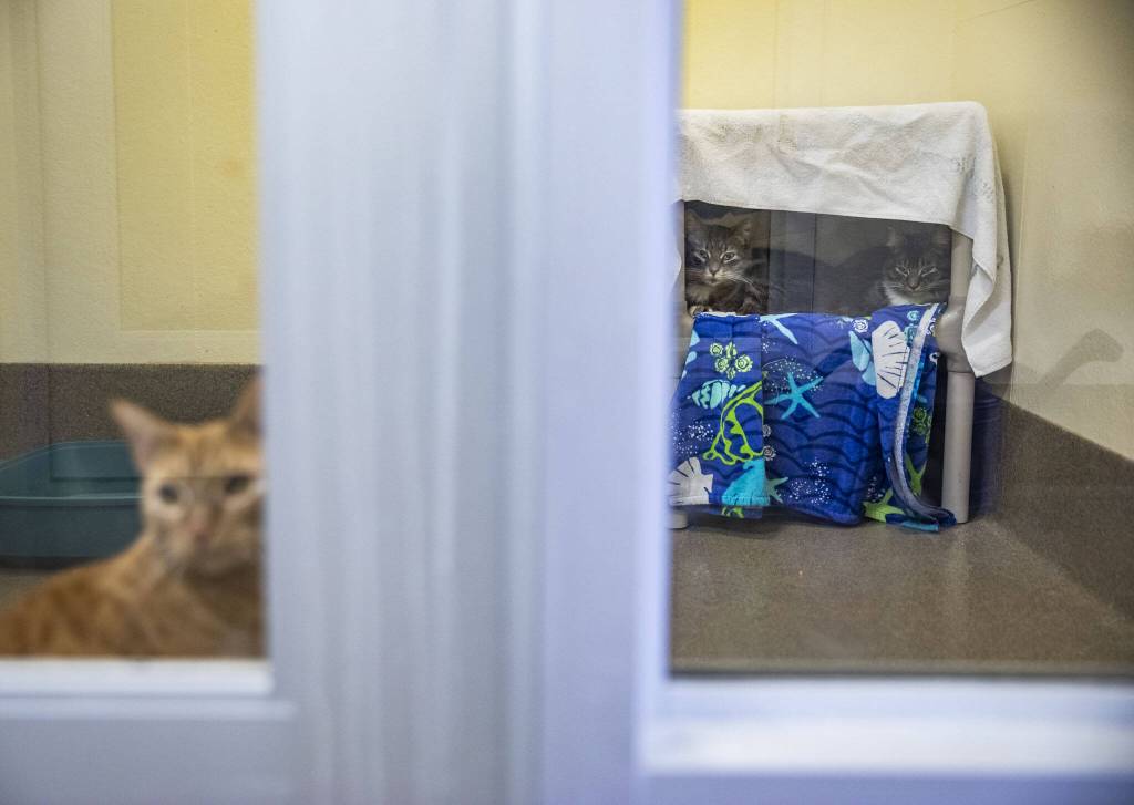 Danny Ocean, Swiper and Robin Hood look out of their cat pod at the Everett Animal Shelter on Wednesday, Sept. 27, 2023 in Everett, Washington. All three cats are currently available for adoption. (Olivia Vanni / The Herald)
