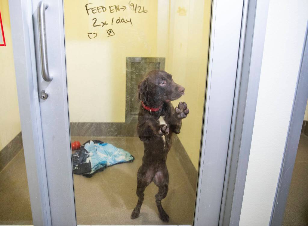 Sully, an 8 month old dog, peers out of his dog pod at the Everett Animal Shelter on Wednesday, Sept. 27, 2023 in Everett, Washington. Sully is currently available for adoption. (Olivia Vanni / The Herald)