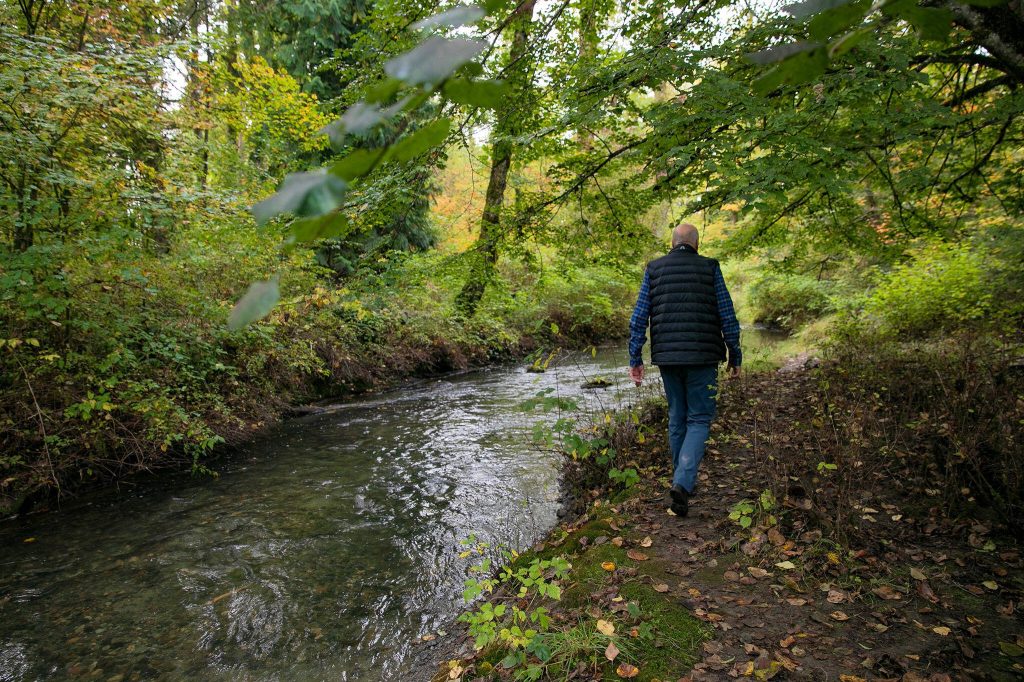 Keith Binkley, natural resources manager for Snohomish County PUD, walks along a small channel off the Sultan River at Osprey Park as countless salmon continue their run upstream on Friday, Oct. 6, 2023, in Sultan, Washington. PUD has long-term plans to create more channels for the fish. (Ryan Berry / The Herald)