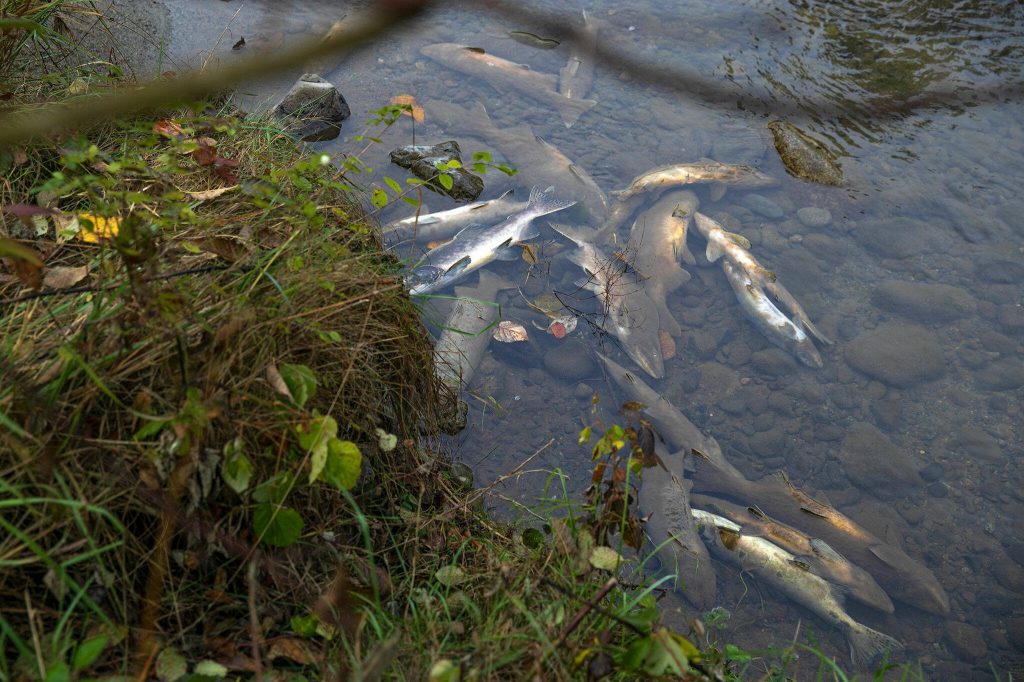 Dead salmon accumulate along the edge of the Sultan River as the pink salmon run approaches an end at Osprey Park on Friday, Oct. 6, 2023, in Sultan, Washington. (Ryan Berry / The Herald)