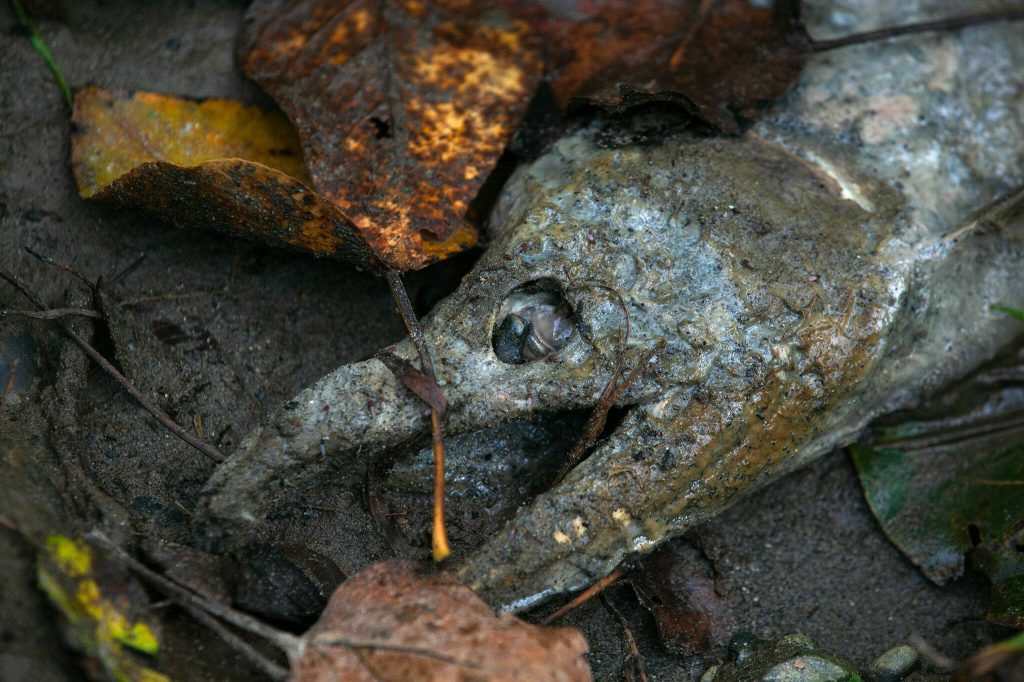 A dead salmon is washed up along the bank of the Sultan River at Osprey Park on Friday, Oct. 6, 2023, in Sultan, Washington. (Ryan Berry / The Herald)