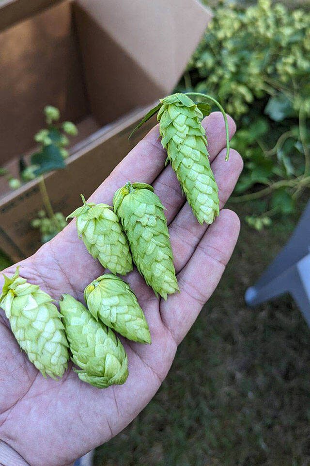 Cole Rinehardt shows off fresh hops that were grown in his garden in Arlington. (Photo provided)