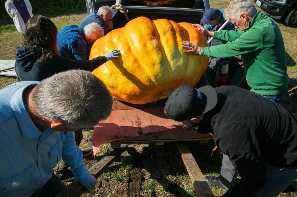 Ross Haddow and his volunteers use levers and brute force to coax a giant pumpkin into the bed of Haddows pickup truck on Saturday, Sept. 30, 2023, at his home in Edmonds, Washington. Haddow said its fun to see peoples reactions as he drives the huge fruit to competitions around the Seattle area. (Ryan Berry / The Herald)