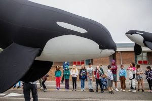Fourth and fifth graders from Hazelwood Elementary School participate in an orca parade at their school on Thursday, Oct. 12, 2023, in Lynnwood, Washington. (Olivia Vanni / The Herald)