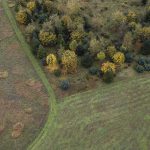 Matured trees visible at one of the Stillaguamish Tribes salmon habitat restoration projects off of Moran Road on Monday, Oct. 16, 2023 in Arlington, Washington. (Olivia Vanni / The Herald)