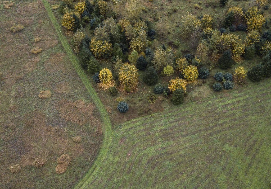 Matured trees visible at one of the Stillaguamish Tribes salmon habitat restoration projects off of Moran Road on Monday, Oct. 16, 2023 in Arlington, Washington. (Olivia Vanni / The Herald)