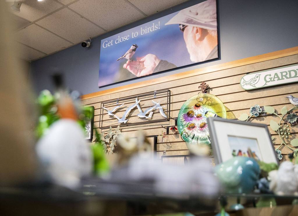 Bird art hangs on the wall at Wild Birds Unlimitedon Monday, Oct. 23, 2023 in Everett, Washington. (Olivia Vanni / The Herald)